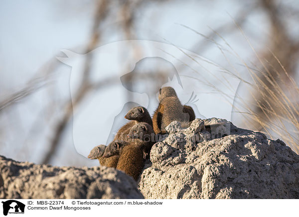 Common Dwarf Mongooses / MBS-22374
