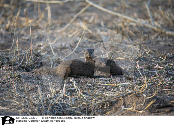 stehende Sdliche Zwergmangusten / standing Common Dwarf Mongooses / MBS-22379