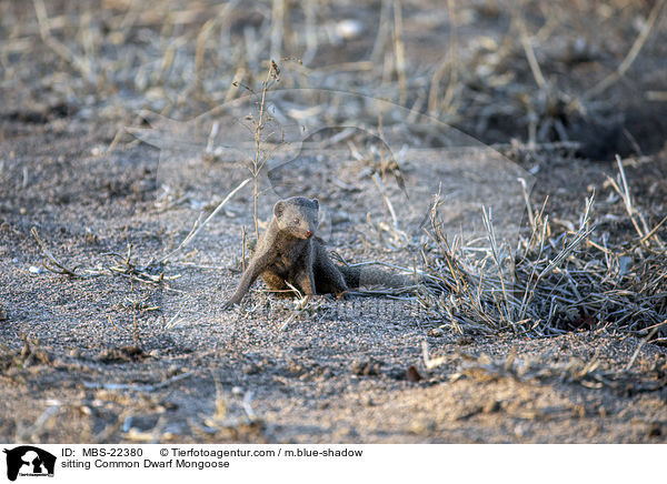 sitzende Sdliche Zwergmanguste / sitting Common Dwarf Mongoose / MBS-22380