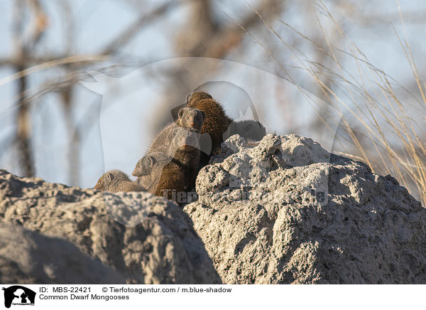 Common Dwarf Mongooses / MBS-22421
