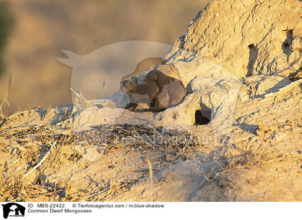 Sdliche Zwergmangusten / Common Dwarf Mongooses / MBS-22422