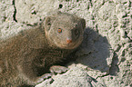 common dwarf mongoose