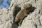 common dwarf mongoose