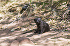 common dwarf mongoose