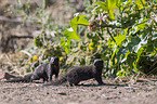 common dwarf mongooses