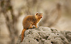 common dwarf mongoose