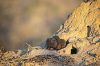 Common Dwarf Mongooses
