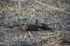 standing Common Dwarf Mongooses