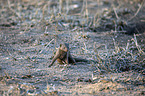 sitting Common Dwarf Mongoose