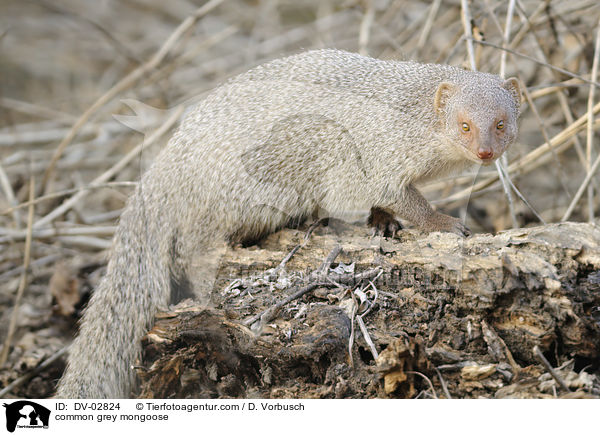 common grey mongoose / DV-02824