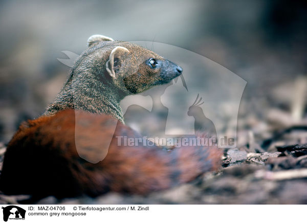 Indischer Mungo / common grey mongoose / MAZ-04706