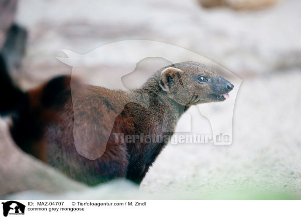 Indischer Mungo / common grey mongoose / MAZ-04707