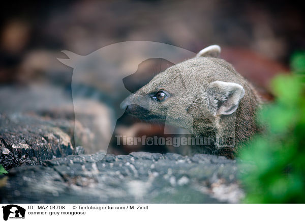 common grey mongoose / MAZ-04708