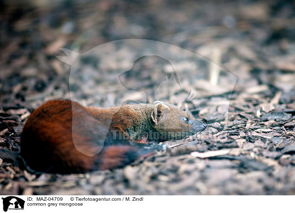 common grey mongoose / MAZ-04709