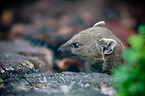 common grey mongoose