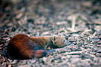 common grey mongoose