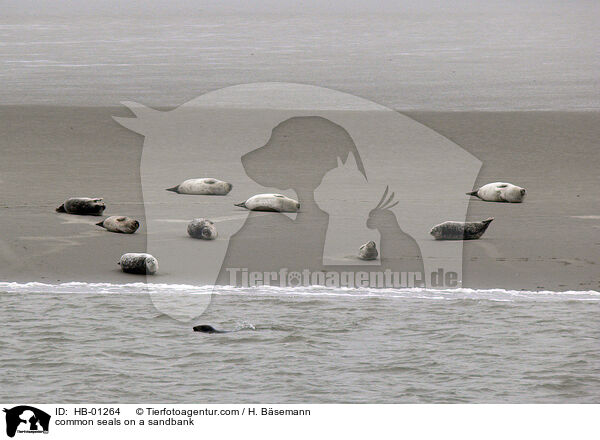 Seehunde auf sandbank / common seals on a sandbank / HB-01264
