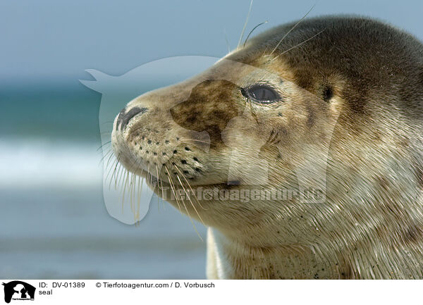 seal / DV-01389
