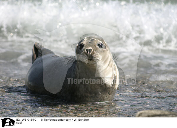 Seehund auf Helgoland / seal / WS-01570