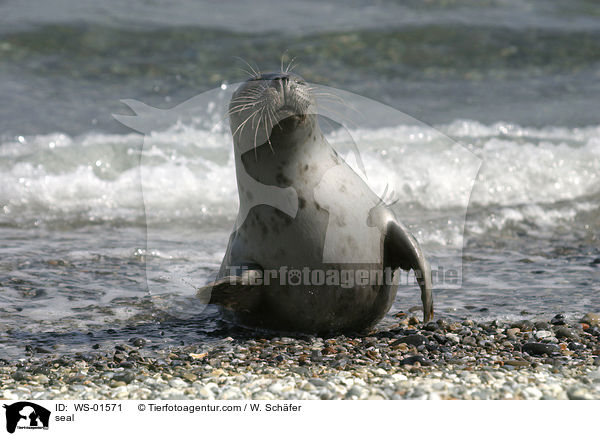 Seehund auf Helgoland / seal / WS-01571