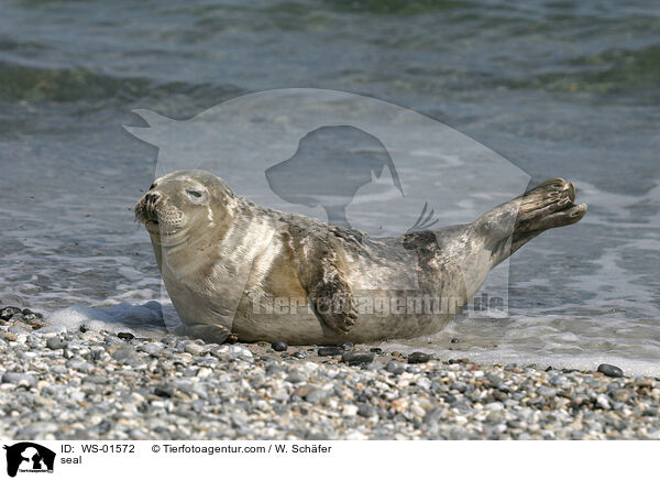 Seehund auf Helgoland / seal / WS-01572