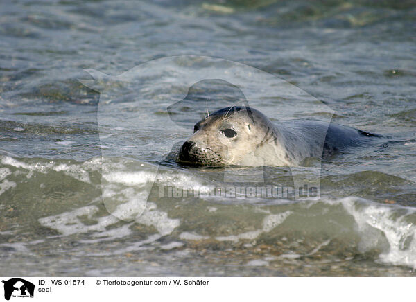 Seehund auf Helgoland / seal / WS-01574