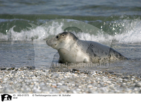 seal / WS-01575