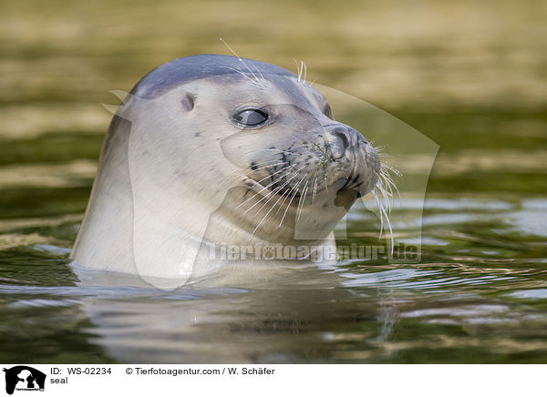 seal / WS-02234