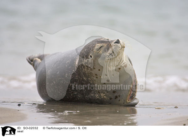 seal / SO-02032