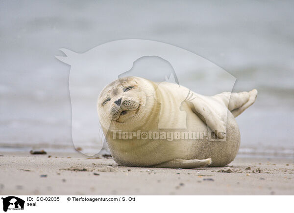 Seehund / seal / SO-02035