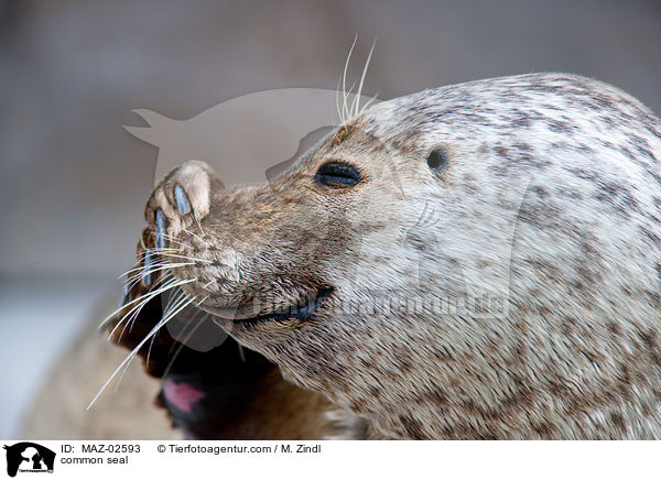 common seal / MAZ-02593