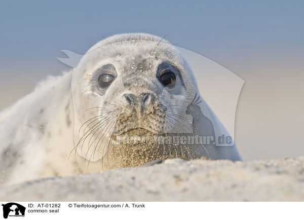 Seehund / common seal / AT-01282