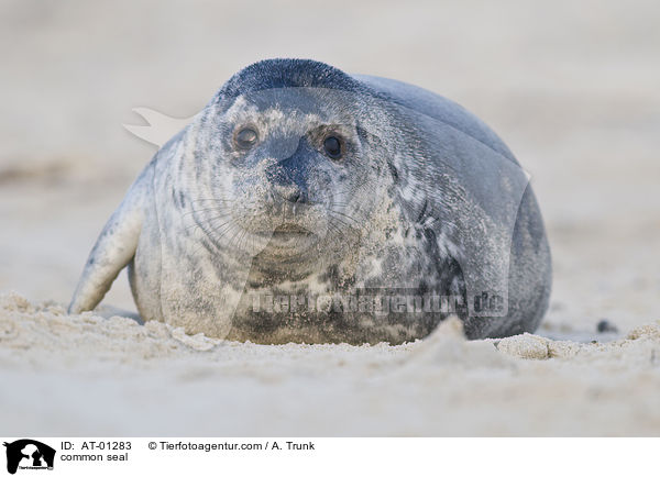 Seehund / common seal / AT-01283