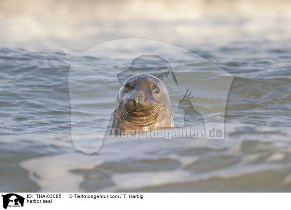 harbor seal / THA-03085