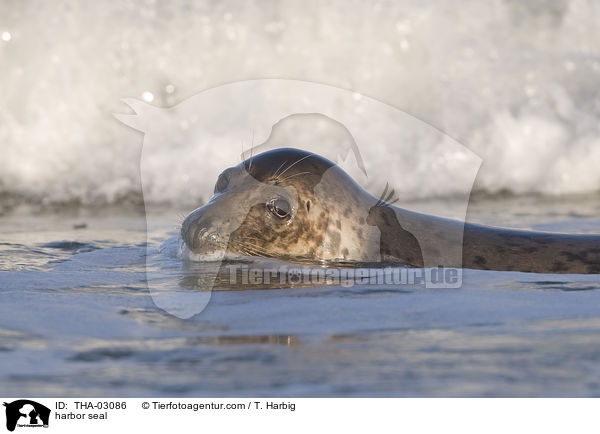 harbor seal / THA-03086