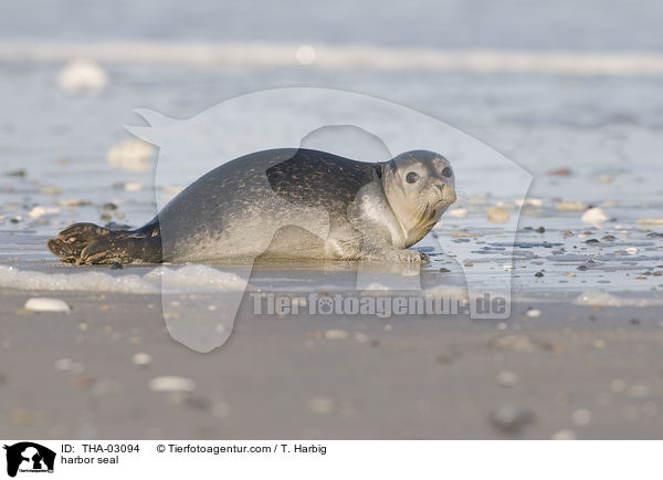 harbor seal / THA-03094