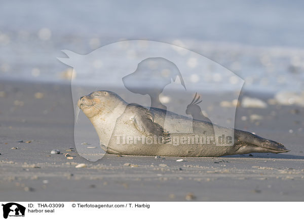 harbor seal / THA-03099