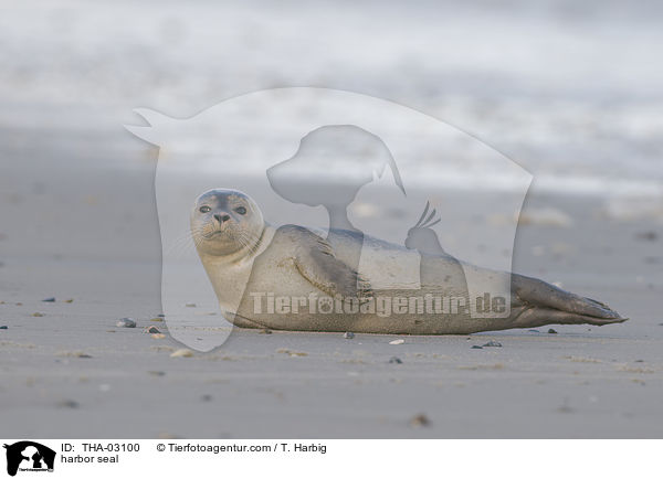harbor seal / THA-03100