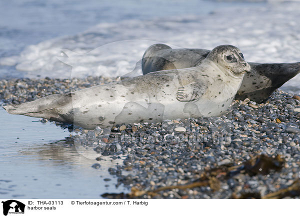 Seehunde / harbor seals / THA-03113