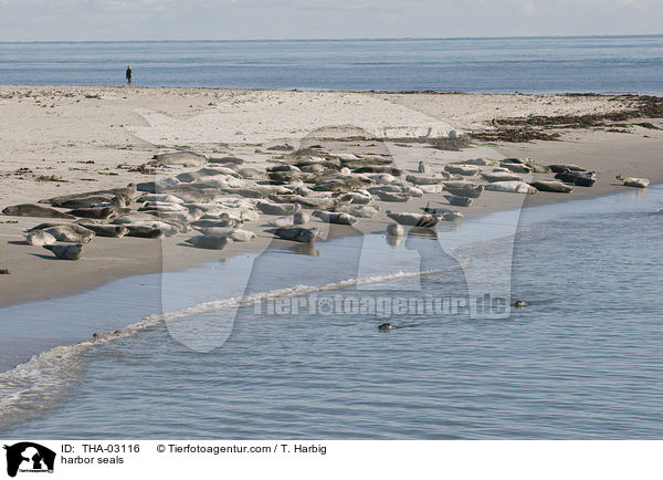 harbor seals / THA-03116