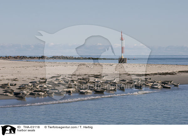 harbor seals / THA-03118