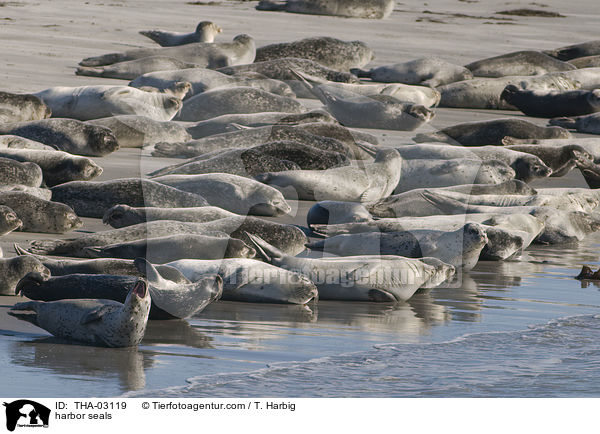 harbor seals / THA-03119
