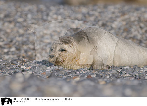 harbor seal / THA-03122