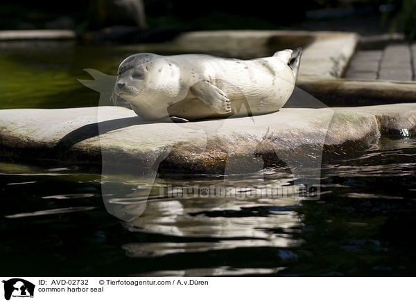 common harbor seal / AVD-02732