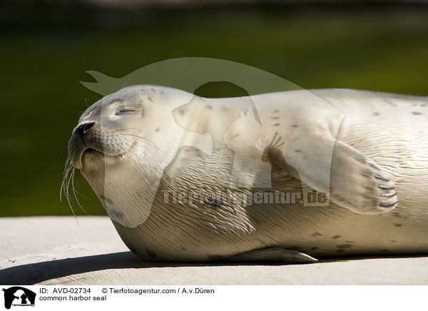 Seehund / common harbor seal / AVD-02734