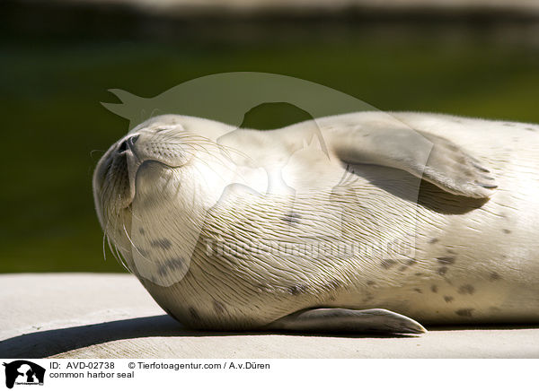common harbor seal / AVD-02738