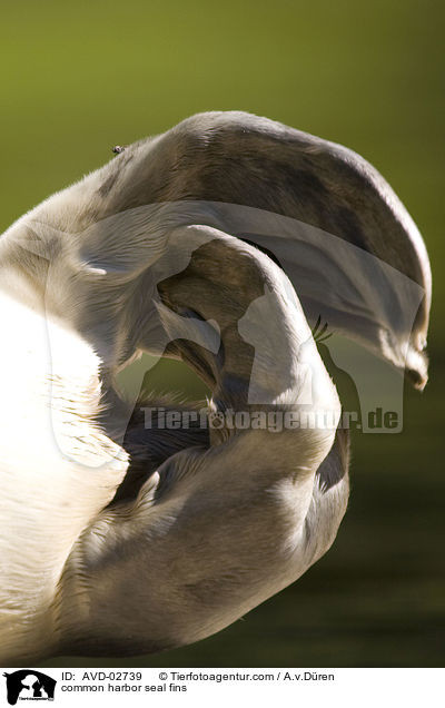 Seehund Flossen / common harbor seal fins / AVD-02739