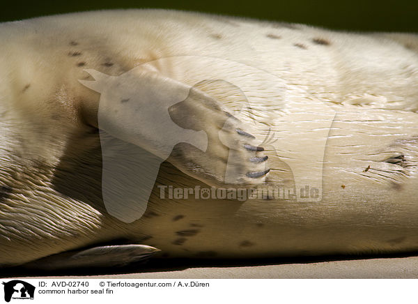 common harbor seal fin / AVD-02740