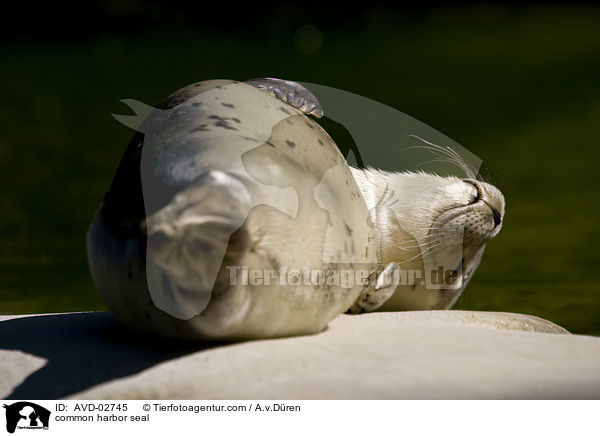 common harbor seal / AVD-02745