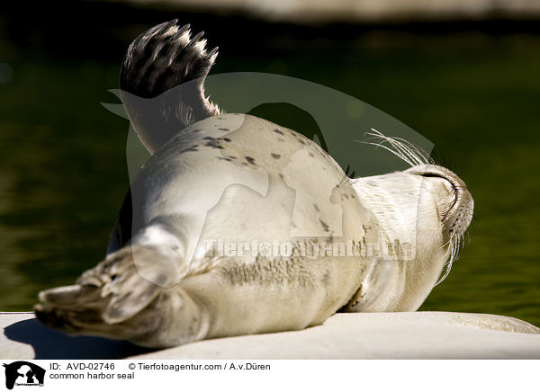 Seehund / common harbor seal / AVD-02746